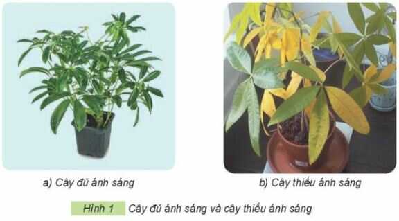 Khám phá trang 27 SGK Công nghệ 4
