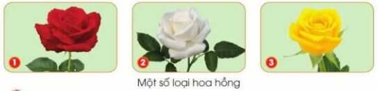 Khám phá trang 9 SGK Công nghệ 4