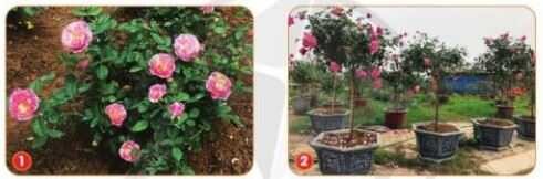 Khởi động trang 16 SGK Công nghệ 4