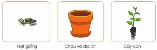 Khám phá trang 22 SGK Công nghệ 4