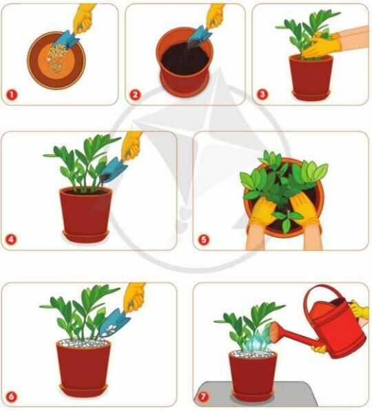 Thực hành trang 41 SGK Công nghệ 4