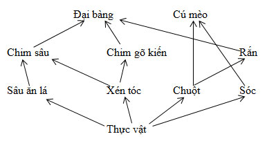 Ví dụ và vẽ sơ đồ về lưới thức ăn