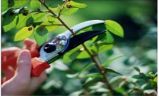 Đề thi giữa học kì 2 Công nghệ lớp 4 Kết nối tri thức