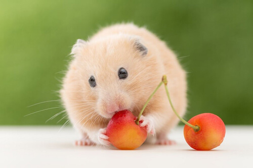 Viết 3-5 câu giới thiệu tranh ảnh về một con vật em yêu thích