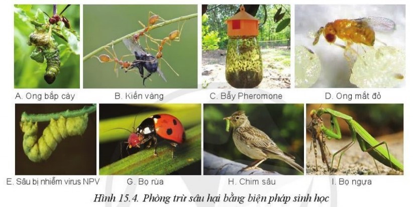 Lý thuyết công nghệ 10