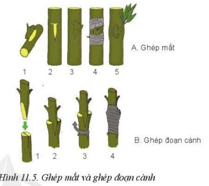 lý thuyết công nghệ 10