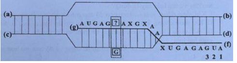 Đề thi thử THPT Quốc gia năm 2024 lần 3 môn Sinh học trường THPT Đội Cấn, Vĩnh Phúc