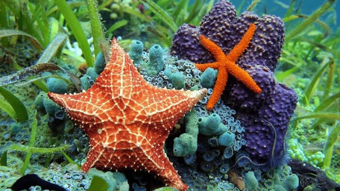 Cá heo ở biển Trường Sa lớp 4