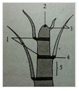 Đề thi học kì 2 lớp 11 môn Sinh Cánh diều