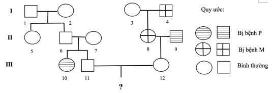 Đề thi thử bám sát đề minh họa 2024 môn Sinh
