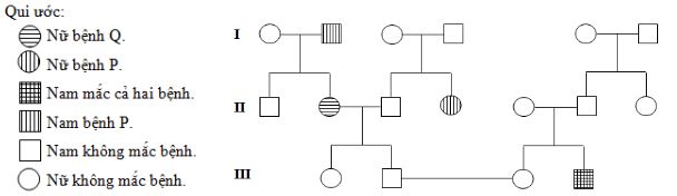 Đề thi thử bám sát đề minh họa 2024 môn Sinh