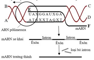 Đề thi thử bám sát đề minh họa 2024 môn Sinh
