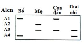Đề thi thử bám sát đề minh họa 2024 môn Sinh