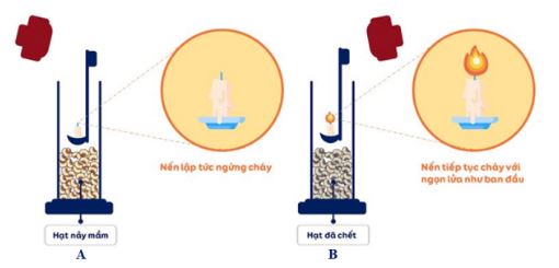 Đề thi thử bám sát đề minh họa 2024 môn Sinh