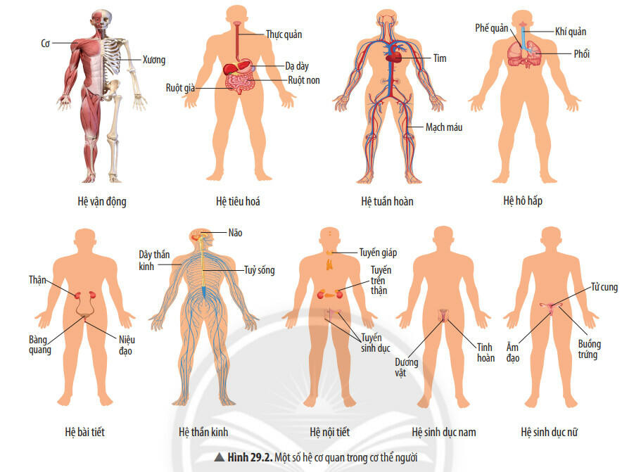Lý thuyết KHTN 8 Bài 29 (Chân trời sáng tạo): Khái quát về cơ thể người (ảnh 1)