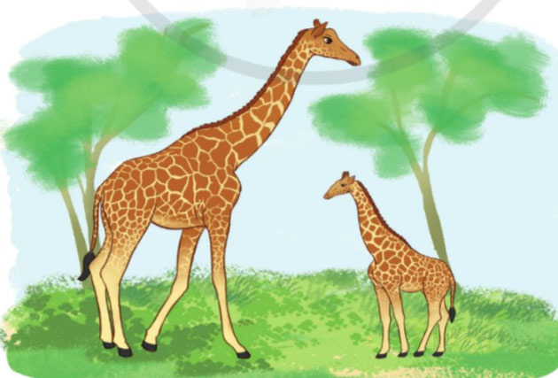 Chia một số thập phân cho một số tự nhiên