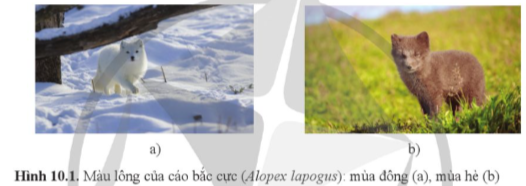 Giải Sinh học 12 Bài 10 (Cánh diều): Mối quan hệ giữa kiểu gene, môi trường và kiểu hình (ảnh 1)