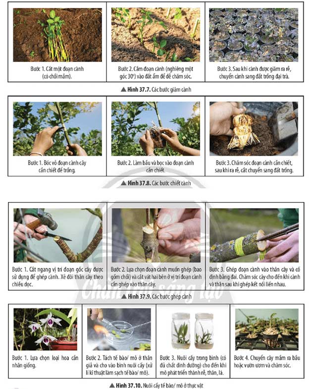 Hình 37.7 đến 37.10