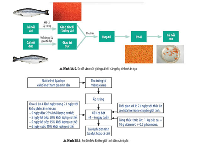 Hình 38.5 và 38.6