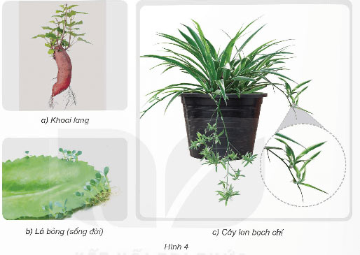 Sự phát triển của cây con