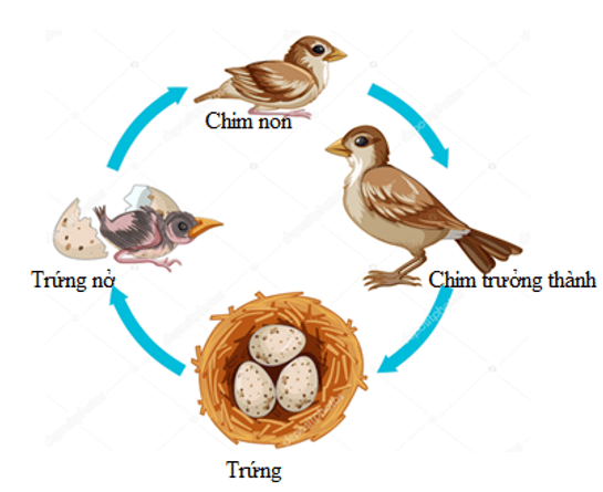 Khoa học lớp 5 Cánh diều