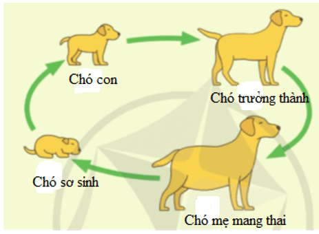 Khoa học lớp 5 Cánh diều