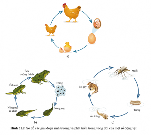 Em tập làm nhà khoa học