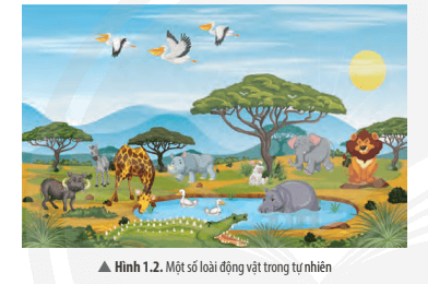 Quan sát Hình 1.2, phân loại động vật có đặc điểm giống nhau rồi xếp chúng vào từng