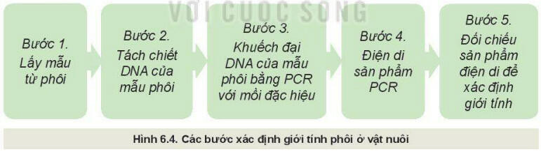 Lý thuyết Công nghệ 11 Bài 6 (Kết nối tri thức): Ứng dụng công nghệ sinh học trong chọn và nhân giống vật nuôi  (ảnh 1)