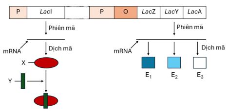 Đề thi giữa học kì 1 Sinh học 12 Cánh diều