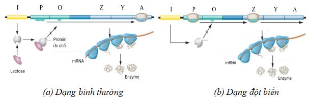 Đề thi giữa học kì 1 Sinh học 12 Cánh diều