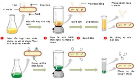 Đề thi giữa học kì 1 Sinh học 12 Cánh diều