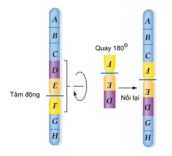 Đề thi giữa học kì 1 Sinh học 12 Chân trời sáng tạo