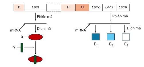 Đề thi giữa học kì 1 Sinh học 12 Chân trời sáng tạo