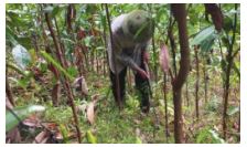 Đề thi giữa học kì 1 Công nghệ 12 Cánh diều