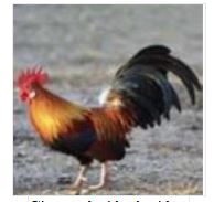 Đề thi Trạng Nguyên Tiếng Việt lớp 1 cấp trường