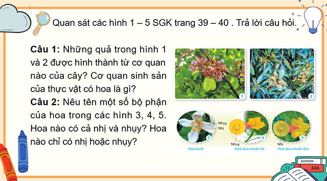 PowerPoint Khoa học 5 Sự sinh sản của thực vật có hoa