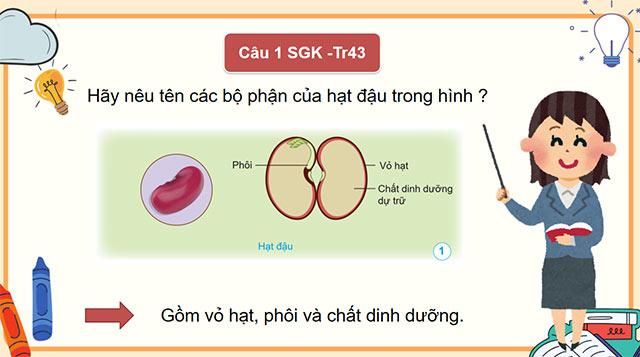 PowerPoint Khoa học 5 Sự lớn lên và phát triển của thực vật có hoa