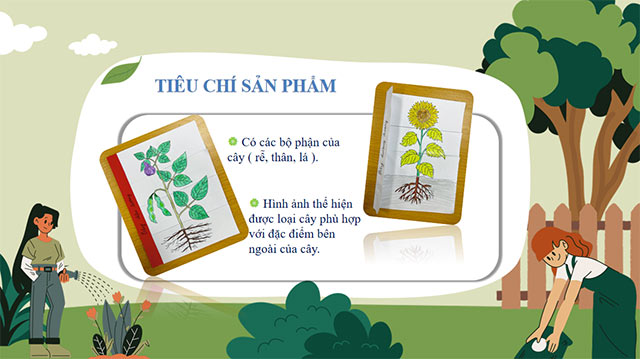 PowerPoint STEM Các bộ phận của thực vật