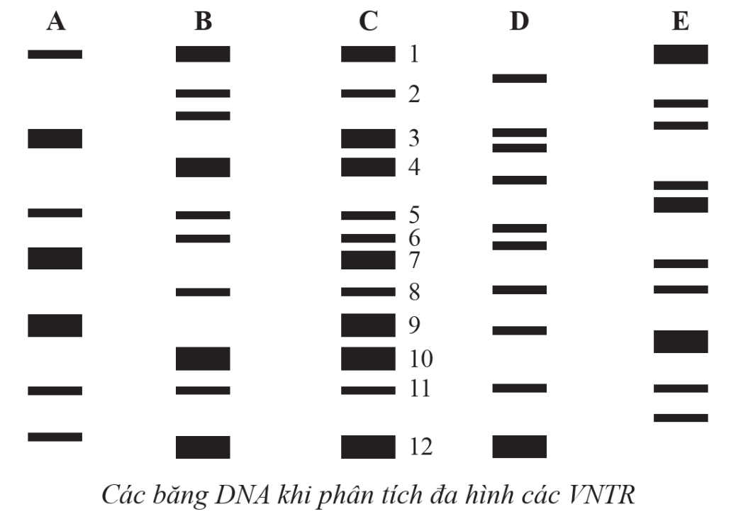 Hình dưới đây thể hiện kết quả khi phân tích đa hình các VNTR của 5 người
