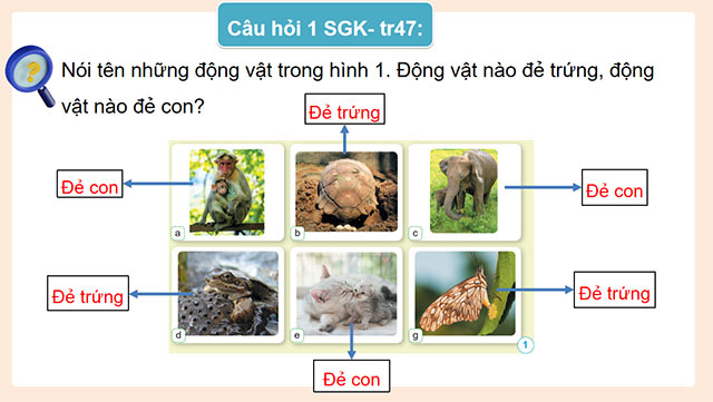 PowerPoint Khoa học 5 Sự sinh sản ở động vật đẻ trứng và động vật đẻ con