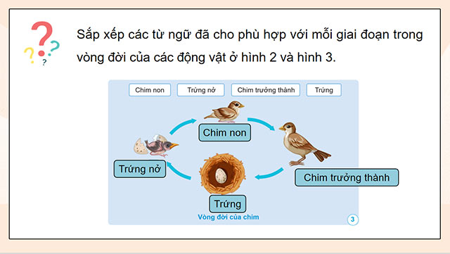 PowerPoint Khoa học 5 Vòng đời của động vật đẻ trứng và động vật đẻ con