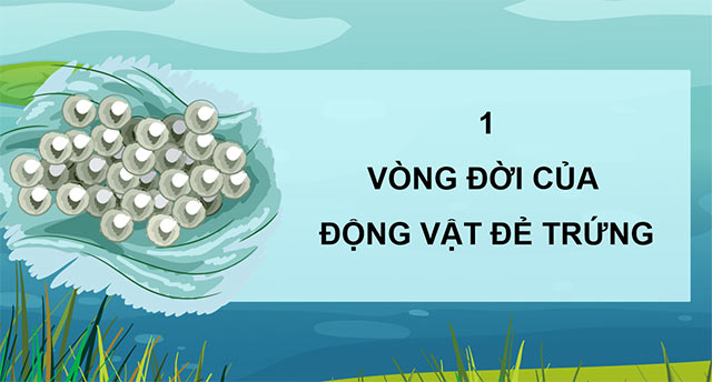 PowerPoint Khoa học 5 Vòng đời của động vật đẻ trứng và động vật đẻ con
