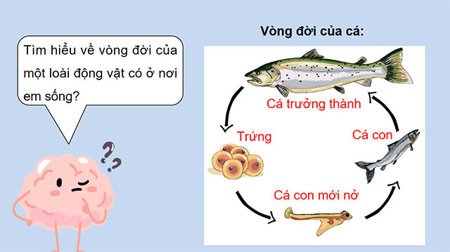 PowerPoint Khoa học 5 Ôn tập chủ đề Thực vật và động vật