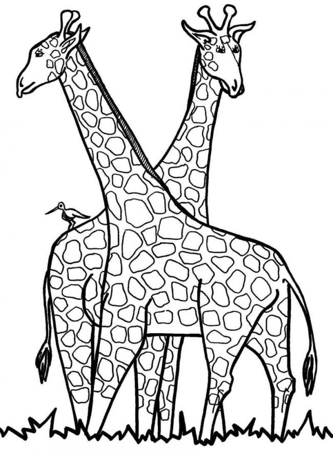 tranh to mau dong vat rung 4*658837