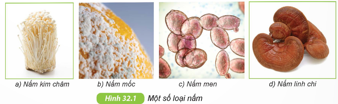Một số loại nấm