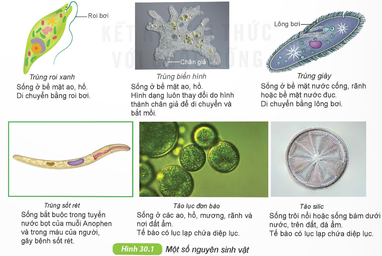 Một số nguyên sinh vật
