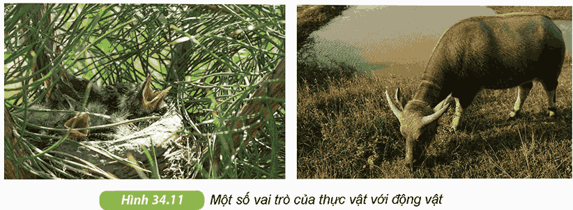 Một số vai trò của thực vật đối với động vật