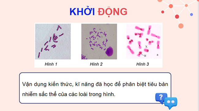 Thực hành Quan sát tiêu bản nhiễm sắc thể