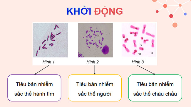 Thực hành Quan sát tiêu bản nhiễm sắc thể